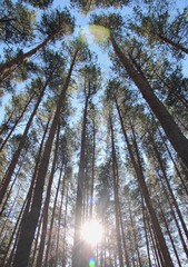 trees in the forest