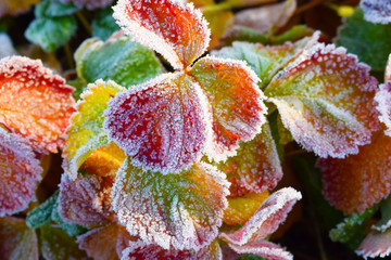 Frost on strawberry leaves.Late autumn.
