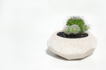 Cactus tree in a concrete pot on a white background.