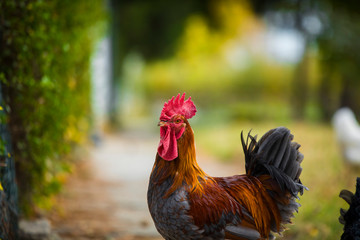 Rooster and hen in the garden on a farm - free breeding.