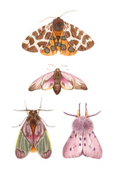 watercolor illustrations insects - moths. hand painting, isolated elements.