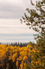 Fototapeta premium Pine Tree with Aspen and Pine Forest in the Background, Wyoming