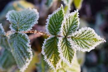 Frost on plants.Late autumn.