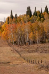 Fototapeta premium Meadow of Trees Fenced in, Fall in Wyoming