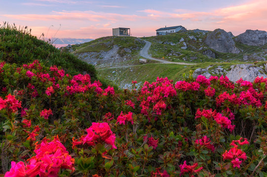 Rhododendrons at Segnes Hutte at sunrise, Unterer Segnesboden, Flims, District of Imboden, Canton of Grisons (Graubunden)