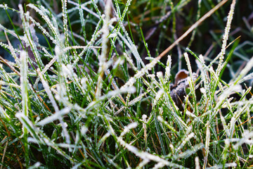 Frost on the green grass.Late autumn.