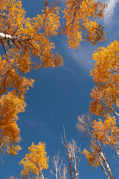 Circle of Aspen Trees in Fall, Looking Up, Blue Sky Background