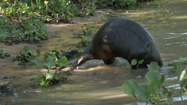 Giant river otter (Pteronura brasiliensis) taking a dead fish on riverbank, going in the water in the Pantanal wetlands, Brazil.