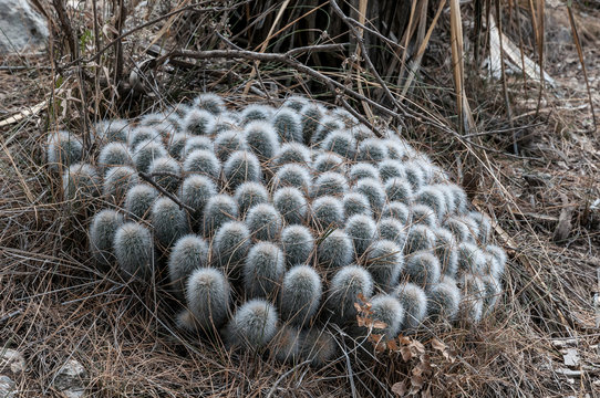 Echinocereus Nivosus