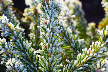 Frost on coniferous plants.Late autumn.