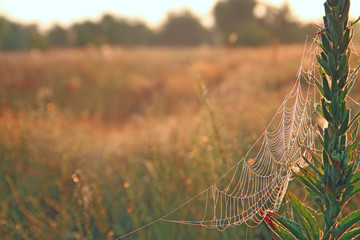 Summer landscape with field of grass and cobwebs in sun light at dawn