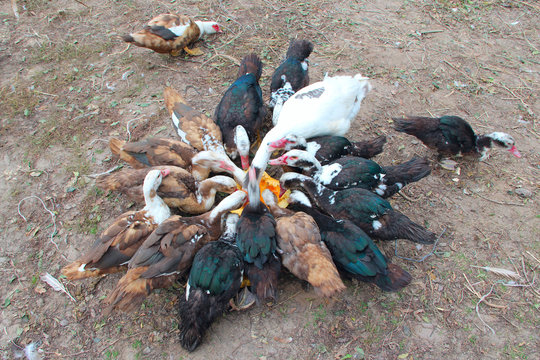 Ducks geese and muscovy ducks eat pumpkin in poultry