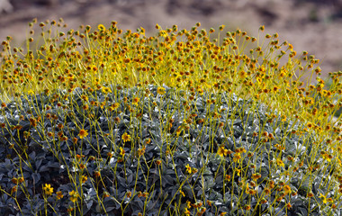 Obraz premium detail of yellow flowers and stems of brittlebush (Encelia farinosa), Anza-Borrego Desert State Park, California, USA