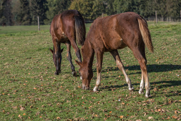 Obraz premium 2 Fohlen grasen gemeinsam