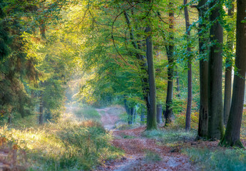 beautiful forest path under the morning light