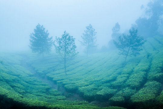 Tea plantations in mist, Munnar, Western Ghats Mountains, Kerala