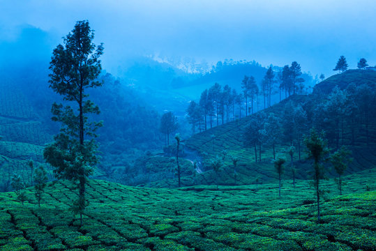 Tea plantations, Munnar, Western Ghats Mountains, Kerala
