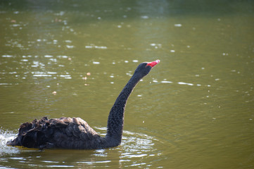 A black swan with a red beak swims in the lake