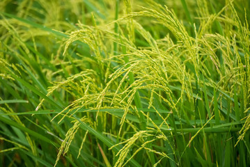 grass with water drops of dew