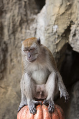 portrait of a monkey