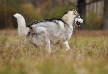 alaskan malamute dog