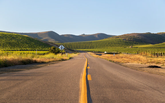 Highway through rows of lush vineyards on a hillside, Napa Valley, California