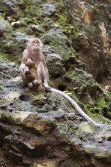 Fototapeta na wymiar monkey with cub
