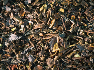 Close-up of autumn fallen leaves on brown forest soil background.
