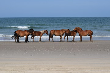 Fototapeta na wymiar Group of wild horses on beach