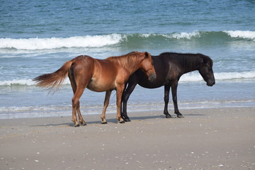 Fototapeta na wymiar Wild horses on the beach