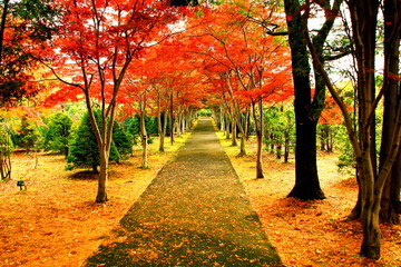 北海道、札幌の公園の紅葉