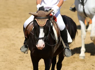 Fotobehang Paardrijden Beautiful sport horse with rider under saddle on natural background, equestrian sport