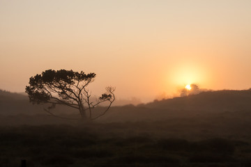 Fototapeta na wymiar Lonesome skew-whiff tree on meadow in the early morning sunrise with sun shining through fog
