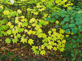Green leaves at a forest for background.