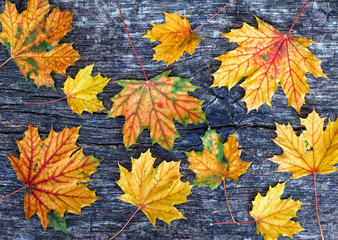 Naklejka na ściany i meble Autumn maple leaves frame over wooden background with copy space for inscription, top view, tablet for text