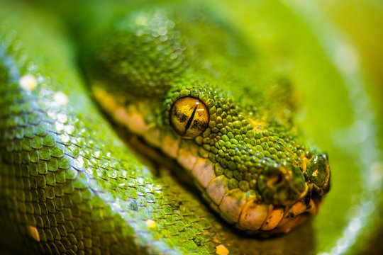 Green tree python on tree