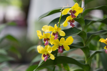 Obraz na płótnie Canvas yellow orchid in the Park