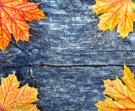 Autumn maple leaves frame over wooden background with copy space for inscription, top view, tablet for text