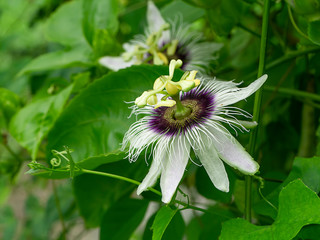 Close up of Passionfruit flower