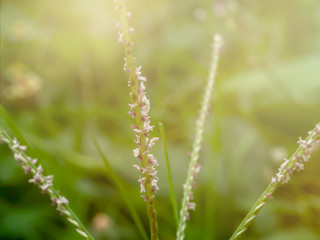 Fototapeta na wymiar Flower grass with Sunlight
