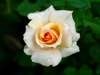 Soft orange rose flower