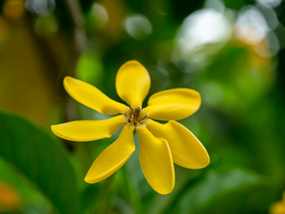 Gardenia carinata Wallich flower