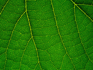 Macro of green grape leaf.