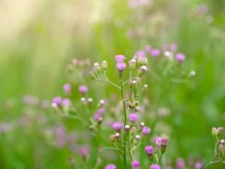 Vernonia cinerea plant