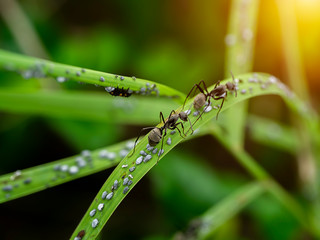 Ant are caring for the larvae of aphids.