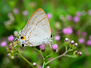 Butterfly and flower.