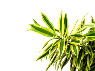 Close up of Song of India leaves.