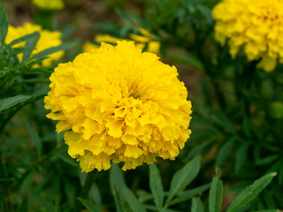 Close up marigolds flower