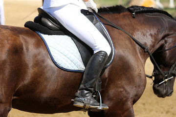 Beautiful sport horse with rider under saddle on natural background, equestrian sport