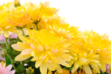  Flowers of chrysanthemum